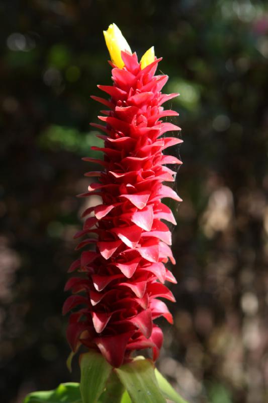 2011-11-27 12:04:22 ** Botanischer Garten, Hawaiʻi, Kauaʻi ** 