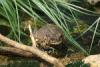 Diese Kröte teilt sich das Terrarium mit einer andern Kröte und einem Frosch.