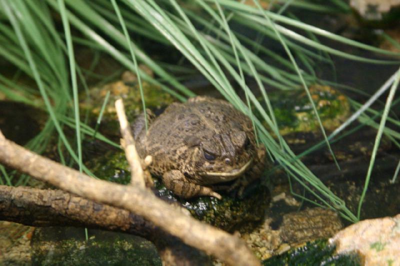 2006-06-17 15:56:40 ** Botanischer Garten, Tucson ** Diese Kröte teilt sich das Terrarium mit einer andern Kröte und einem Frosch.