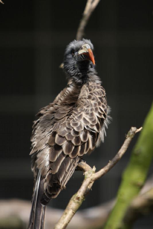 2010-04-13 14:04:24 ** Deutschland, Walsrode, Zoo ** 