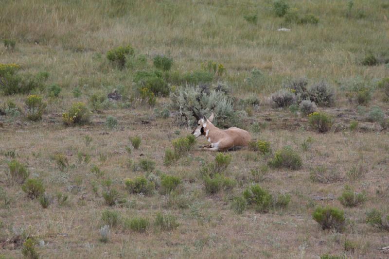 2009-08-05 15:19:18 ** Yellowstone Nationalpark ** 