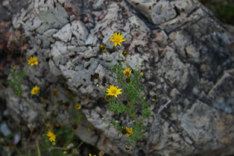 2006-06-17 19:14:28 ** Botanischer Garten, Tucson ** Kleine Blume.