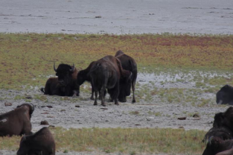 2013-08-24 13:51:34 ** Antelope Island, Bison, Utah ** 