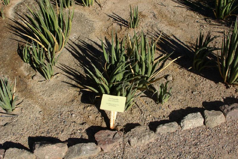 2007-10-27 14:17:56 ** Botanischer Garten, Kaktus, Phoenix ** Lechuguilla (Agave lechuguilla).