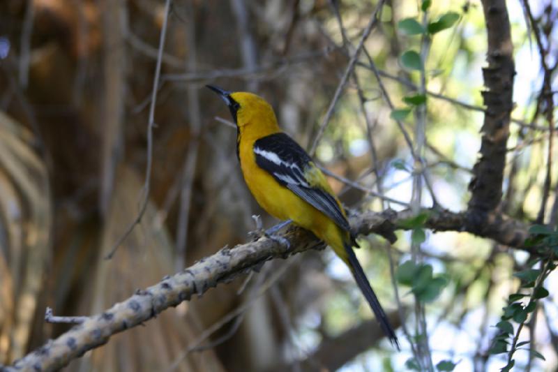 2006-06-17 18:28:44 ** Botanischer Garten, Tucson ** Farbenfroher Vogel.