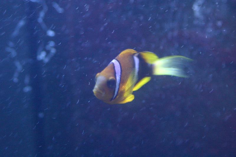 2005-08-25 14:35:11 ** Aquarium, Berlin, Germany, Zoo ** Looks almost like a clownfish.