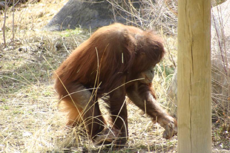 2007-03-11 13:18:16 ** Utah, Zoo ** Orang-Utan.