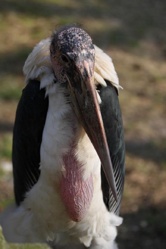 2010-04-13 17:53:49 ** Germany, Walsrode, Zoo ** 