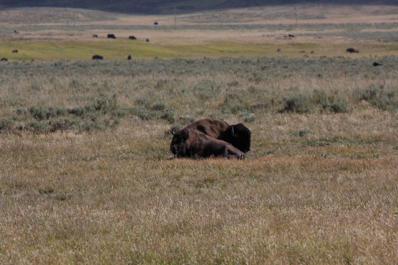 2008-08-15 17:06:59 ** Bison, Yellowstone Nationalpark ** 