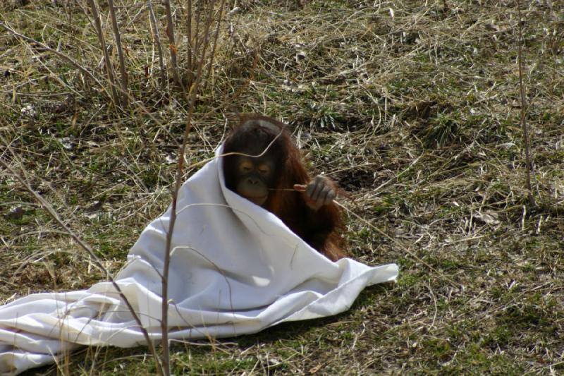 2007-03-11 13:18:02 ** Utah, Zoo ** Orang-Utan.