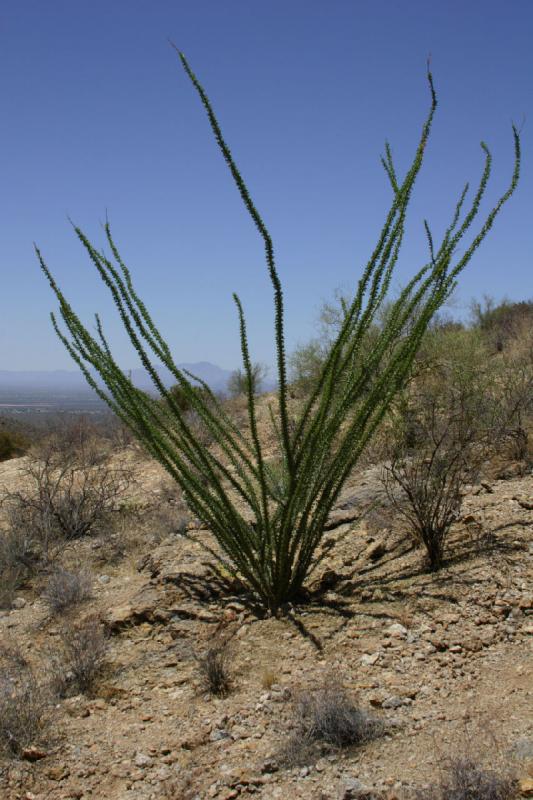 2006-06-17 11:19:04 ** Kaktus, Tucson ** 'Ocotillo'.