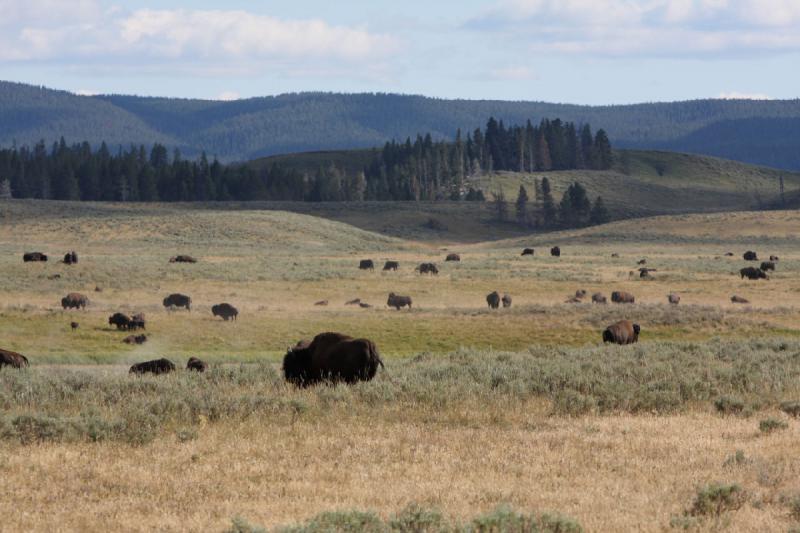 2008-08-15 17:07:44 ** Bison, Yellowstone National Park ** 