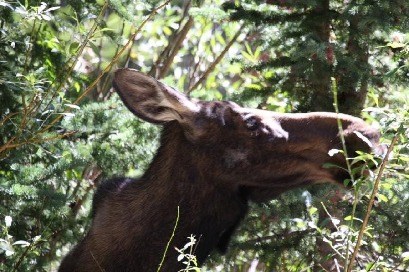 2010-08-21 11:18:35 ** Moose, Uinta Mountains ** 