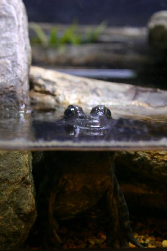 2007-12-15 12:44:12 ** Aquarium, Utah, Zoo ** Amerikanischer Ochsenfrosch (Rana catesbeiana).