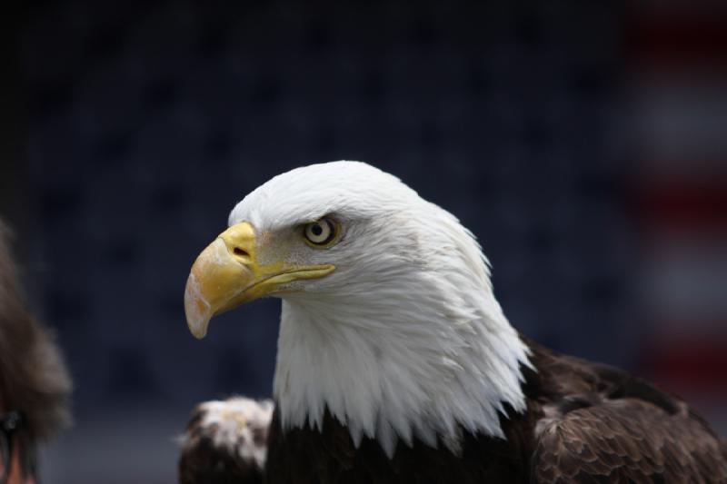 2011-05-07 11:27:28 ** Utah, Weißkopfseeadler, Zoo ** 