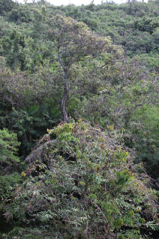 2011-11-27 09:25:07 ** Botanischer Garten, Hawaiʻi, Kauaʻi ** 