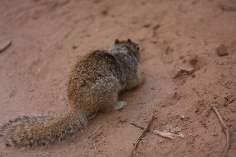 2011-05-29 09:56:47 ** Utah, Zion National Park ** 