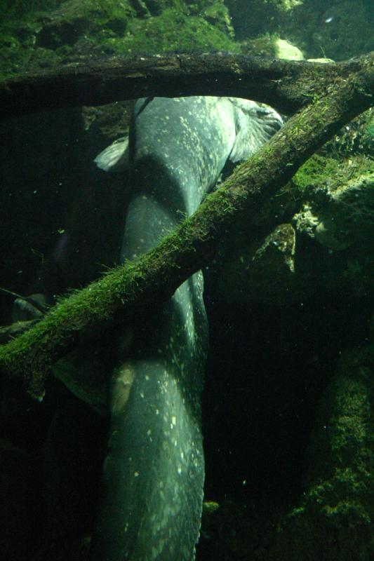 2005-08-25 14:43:51 ** Aquarium, Berlin, Deutschland, Zoo ** Großer Fisch.