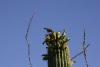 Früchte des Saguaro-Kaktus als Speise für diesen Vogel.