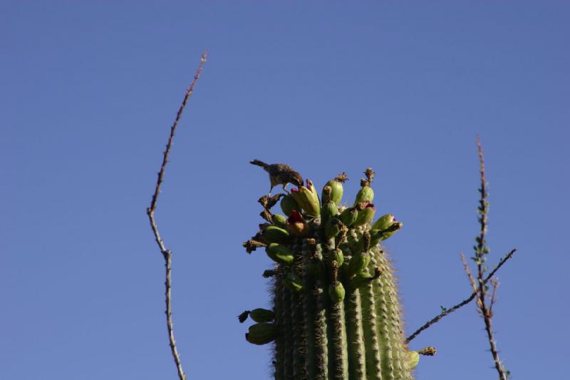 2006-06-17 17:48:00 ** Botanischer Garten, Kaktus, Tucson ** Früchte des Saguaro-Kaktus als Speise für diesen Vogel.