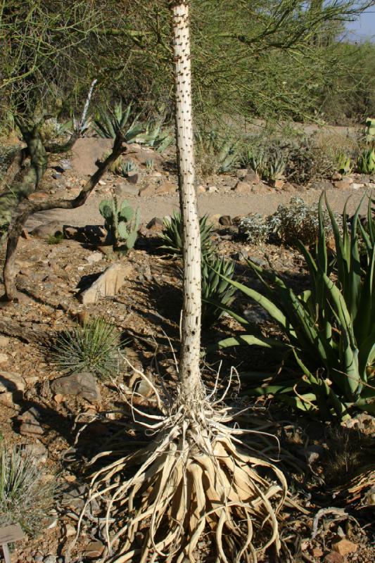 2006-06-17 17:16:30 ** Botanischer Garten, Kaktus, Tucson ** Agave mit Blütenstamm.