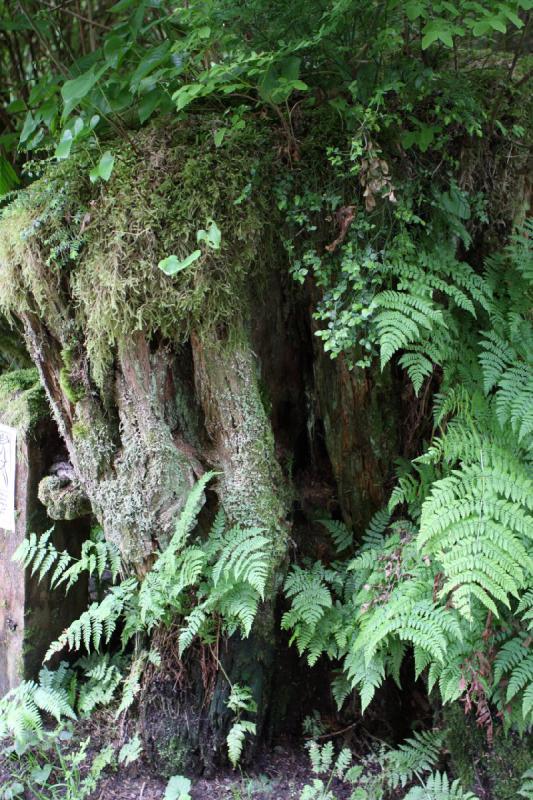 2012-06-19 09:23:18 ** Alaska, Ketchikan, Kreuzfahrt, Totem Bight State Historic Park ** 