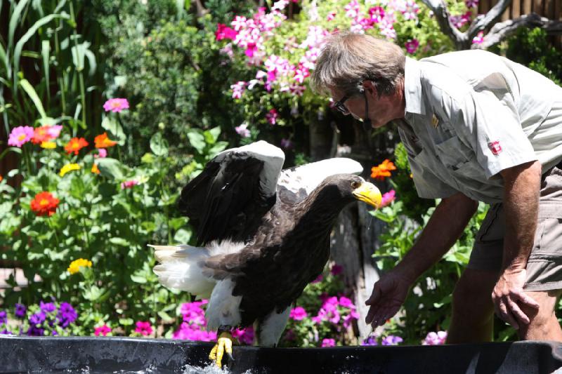 2011-07-15 13:02:56 ** Riesenseeadler, Utah, Zoo ** 