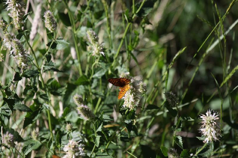 2012-06-27 17:24:18 ** Bear Lake, Idaho ** 