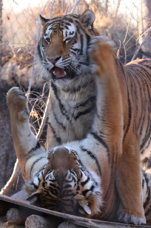 2011-01-23 16:48:39 ** Tiger, Utah, Zoo ** 