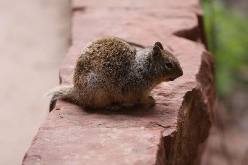 2011-05-29 09:58:46 ** Utah, Zion Nationalpark ** 