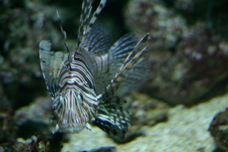 2008-03-22 11:19:10 ** Aquarium, San Diego ** 