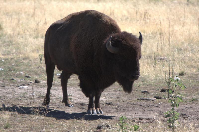2014-08-15 11:21:39 ** Antelope Island, Bison, Utah ** 2014-08-15 11:21:39 ** Antelope Island, Bison, Utah **