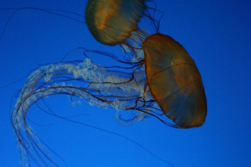 2007-10-13 12:00:46 ** Aquarium, Kalifornien, Zoo ** Quallen.