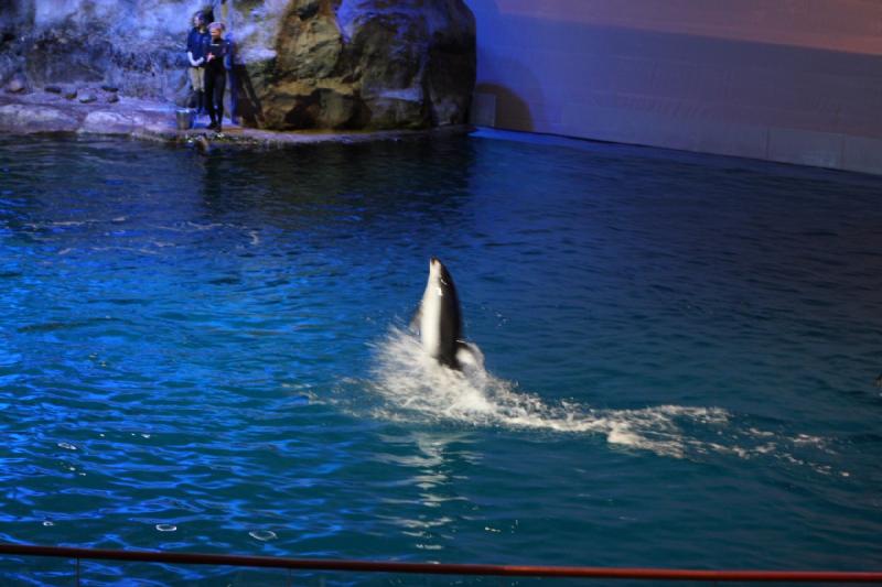 2014-03-12 12:49:51 ** Chicago, Illinois, Shedd Aquarium ** 