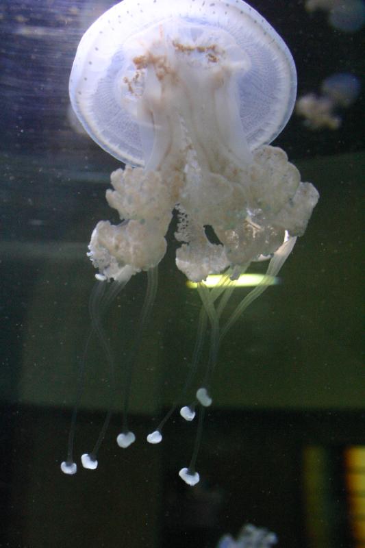 2005-08-25 14:44:27 ** Aquarium, Berlin, Germany, Zoo ** Jellyfish.