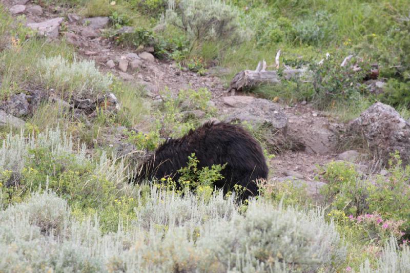 2009-08-05 14:13:23 ** Black Bear, Yellowstone National Park ** 