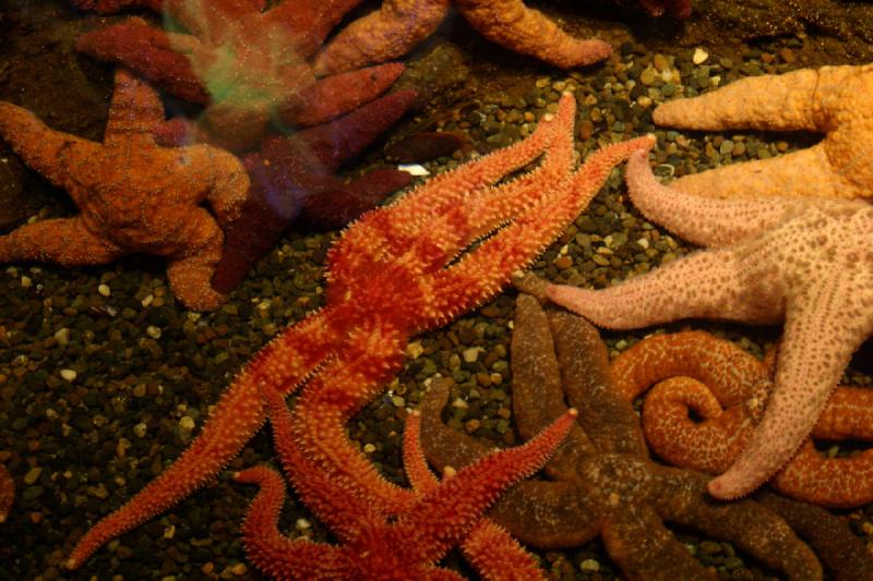 2007-09-01 11:17:24 ** Aquarium, Seattle ** Seesterne.