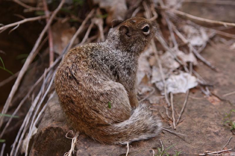 2011-05-29 09:53:52 ** Utah, Zion Nationalpark ** 