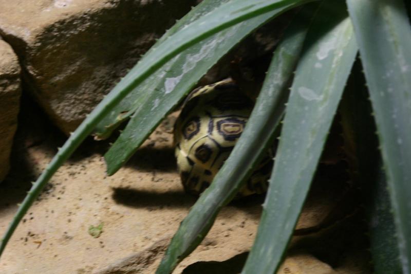 2005-08-25 14:58:07 ** Berlin, Germany, Zoo ** Tortoise.