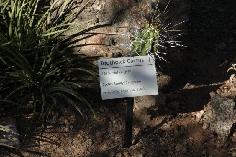 2007-10-27 14:22:40 ** Botanischer Garten, Kaktus, Phoenix ** Schild für Stetsonia coryne.