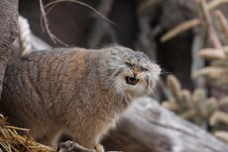 2012-03-25 14:18:06 ** Utah, Zoo ** 