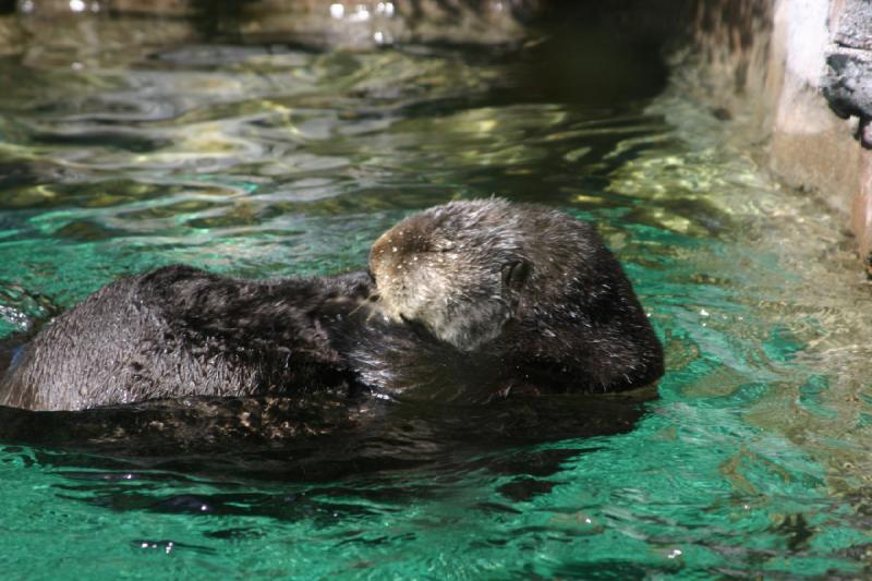 2007-09-01 12:14:40 ** Aquarium, Seattle ** Seeotter.