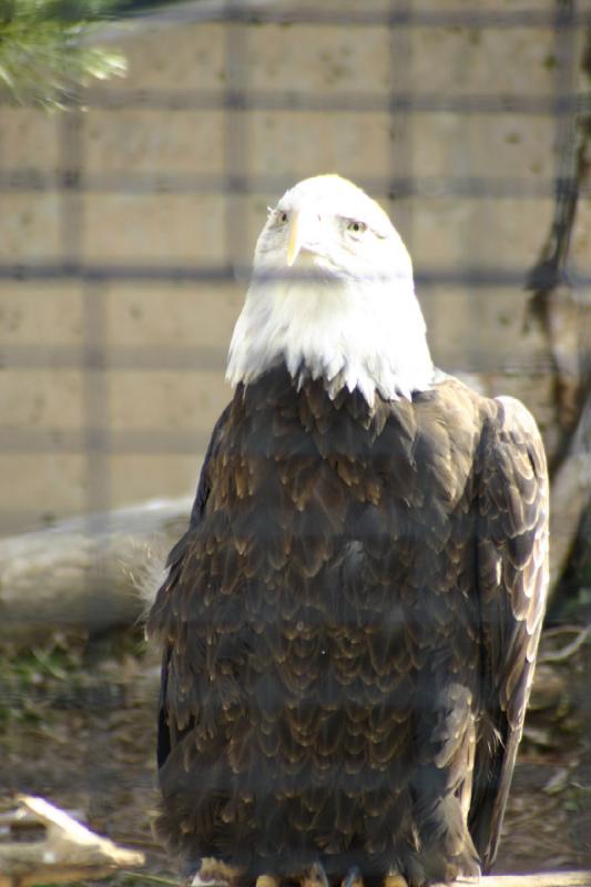 2007-03-11 15:18:02 ** Utah, Weißkopfseeadler, Zoo ** Weißkopfseeadler.