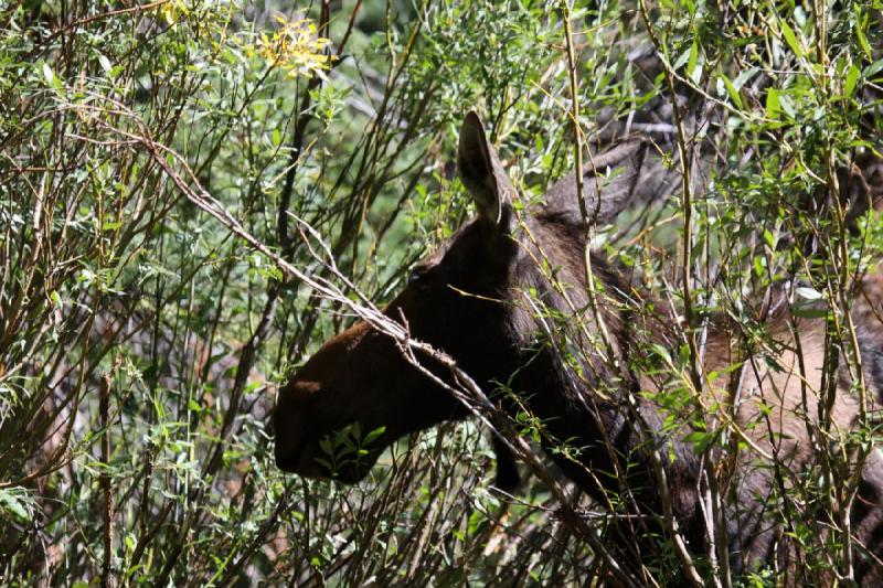 2010-08-21 11:02:10 ** Elch, Uinta Berge ** 