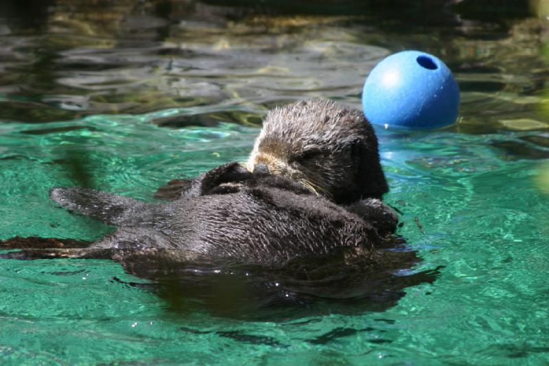 2007-09-01 12:14:30 ** Aquarium, Seattle ** Seeotter bei der Fellpflege.