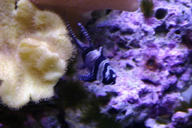 2007-12-15 13:12:36 ** Aquarium, Utah, Zoo ** Fish with white dots.