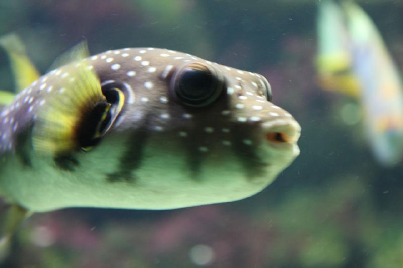 2010-04-10 15:34:05 ** Aquarium, Germany, Munich, Zoo ** 