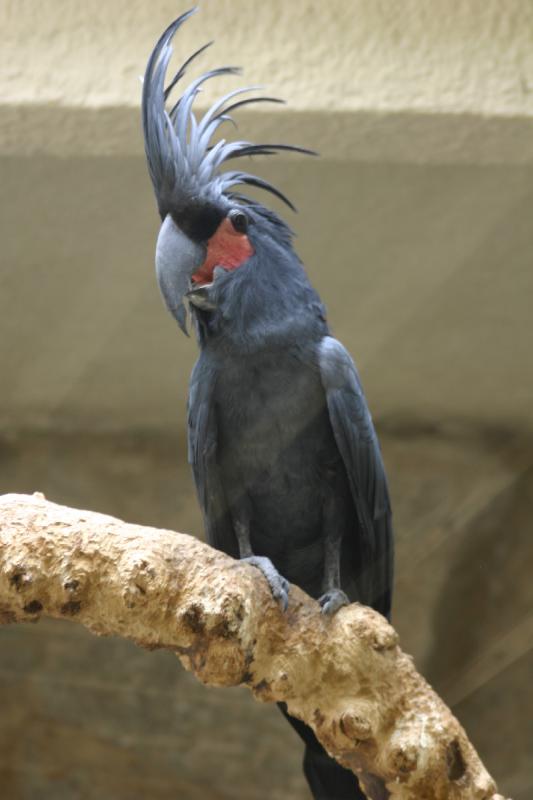 2005-08-24 13:50:43 ** Berlin, Deutschland, Zoo ** Arakakadu oder auch Palmkakadu.