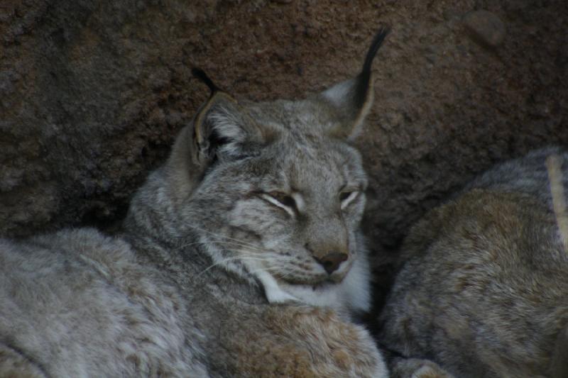 2007-03-11 14:32:14 ** Utah, Zoo ** Sibirischer Luchs.