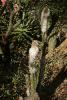 Old man cactus (Cephalocereus senilis).